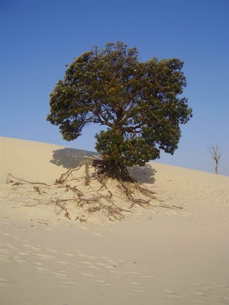 Mulgumpin (Moreton Island) (14/05/2009)