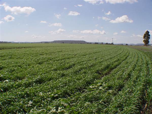 Wheat Fields (8/01/2008)