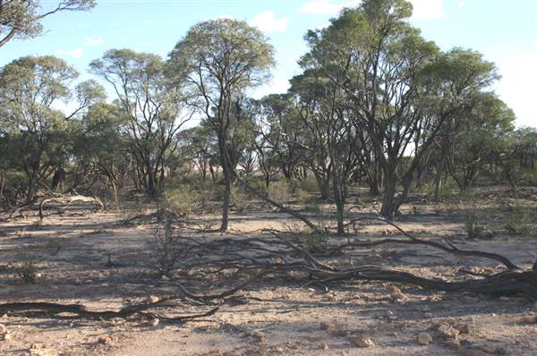 Rangelands Station (14/10/2005)