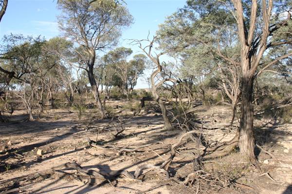 Rangelands Station (14/10/2005)