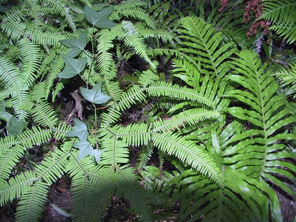 Springbrook National Park (26/09/2007)