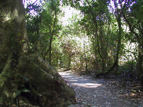 Springbrook National Park (26/09/2007)
