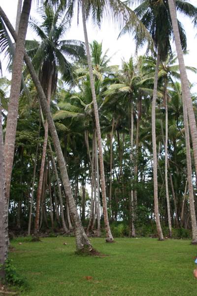 Wonga Beach (22/03/2007)