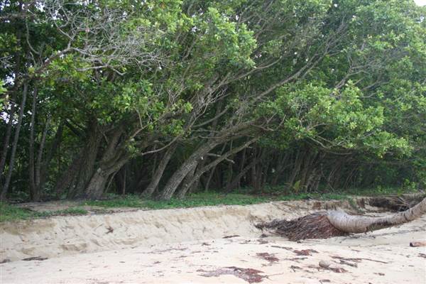 Wonga Beach (22/03/2007)