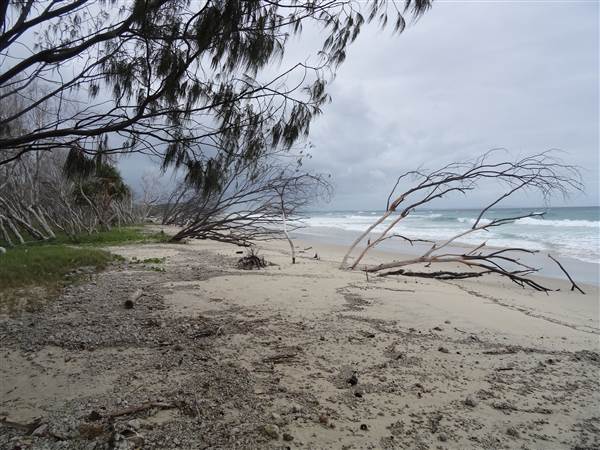 Minjeeribah (North Stradbroke Island) - Home Beach (1/02/2014 - Credits: Angus Ledgerwood)