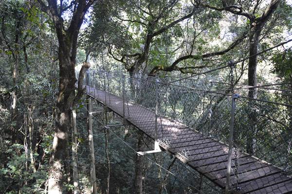O'Reillys Rainforest Retreat (19/05/2014)