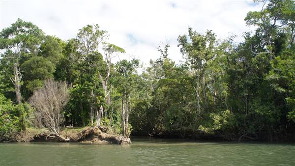 Mulgrave River (Cairns Region) (25/06/2015)