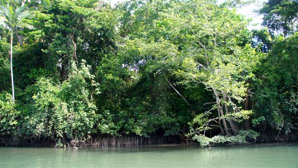 Mulgrave River (Cairns Region) (25/06/2015)