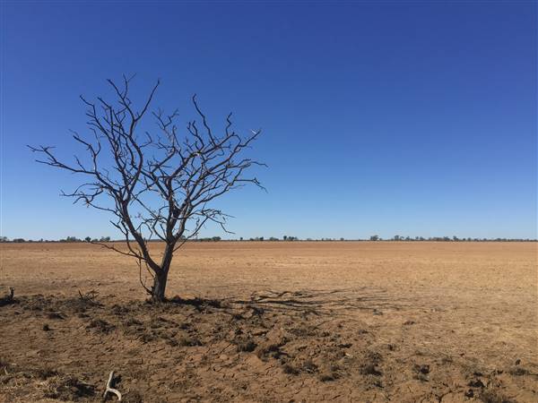 Dead Tree Patch (22/07/2015 - Credits: Neil McGregor)