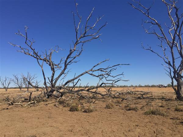 Dead Tree Patch (22/07/2015 - Credits: Neil McGregor)