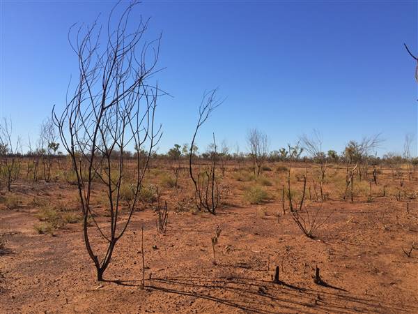 Winton-Jundah Road (24/07/2015 - Credits: Neil McGregor)