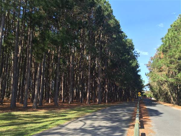 Pine Forest, Riverside Skate Park & Open Sports Fields - Pizzey Park