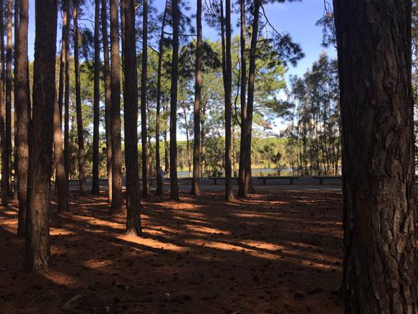 Pine Forest, Riverside Skate Park & Open Sports Fields - Pizzey Park