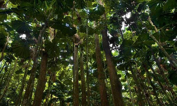 Daintree Fan Palm Forest (16/11/2015)
