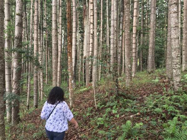 Bonogin Backlot & Pine Forest (11/03/2016 - Credits: Neil McGregor)
