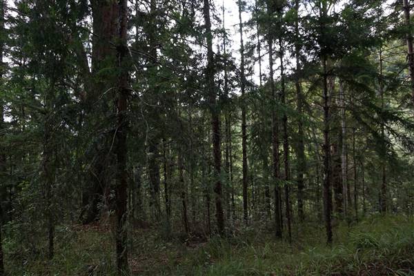 Hillside Hoop Pine Forest (14/04/2016 - Credits: Neil McGregor)