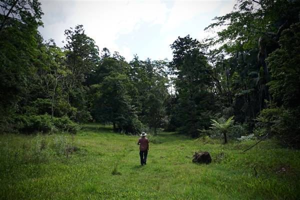 Hinterland Jungle Backlot (10/02/2017 - Credits: Neil McGregor)