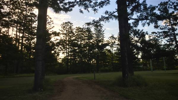 The Secret Forest - Oxley Creek Common