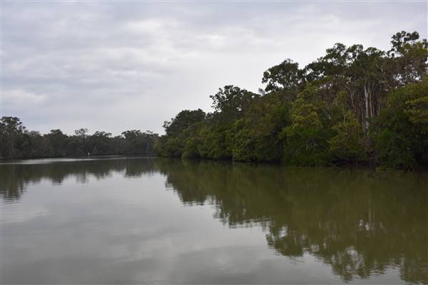 Johns Landing (Noosa Everglades) (13/07/2017 - Credits: Kathryn Metcalfe)