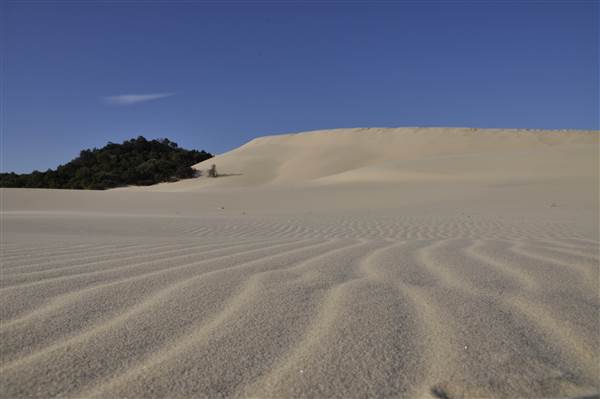 Mulgumpin (Moreton Island) - Big Sand Hills (11/04/2015 - Credits: Angus Ledgerwood)