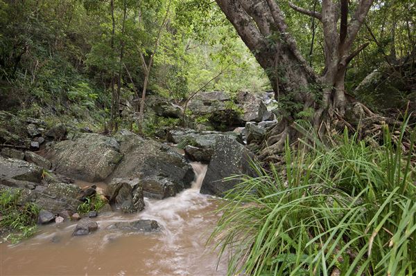 Mt Coot-tha Forest - Overview - Image Sourced - Do Not Make Public (14/12/2020)