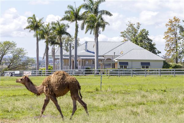 Summer Land Camel Farm (20/10/2021 - Credits: Ipswich City Council)