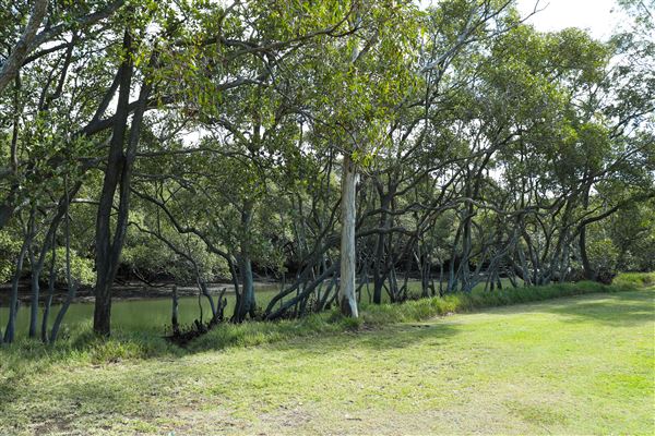 Curlew Park - Cabbage Tree Creek (11/05/2023 - Credits: Screen Queensland)