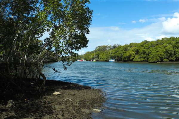 Curlew Park - Cabbage Tree Creek (11/05/2023 - Credits: Screen Queensland)