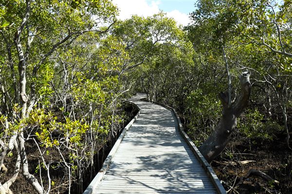 Nudgee Beach Wetlands Reserve (11/05/2023 - Credits: Screen Queensland)