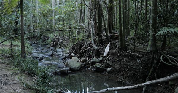 Buderim Forest Park (1/07/2023)