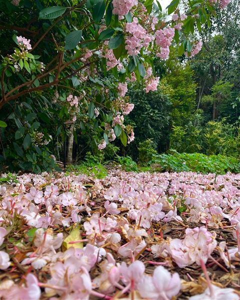 Tamborine Mountain Flower Farm (3/12/2025 - Credits: submitted by: Luke Scaddan)