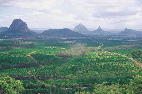 Coochin Creek - Pine Plantation / Qld State Forest (12/06/2009)