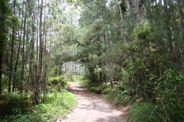 Coochin Creek - Pine Plantation / Qld State Forest (12/06/2009)