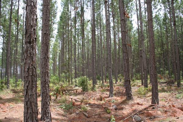 Coochin Creek - Pine Plantation / Qld State Forest (12/06/2009)