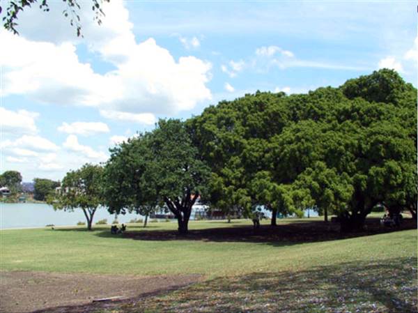 New Farm Park (12/11/2013)