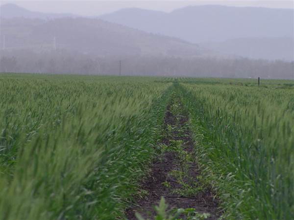 Wheat Fields (8/01/2008)