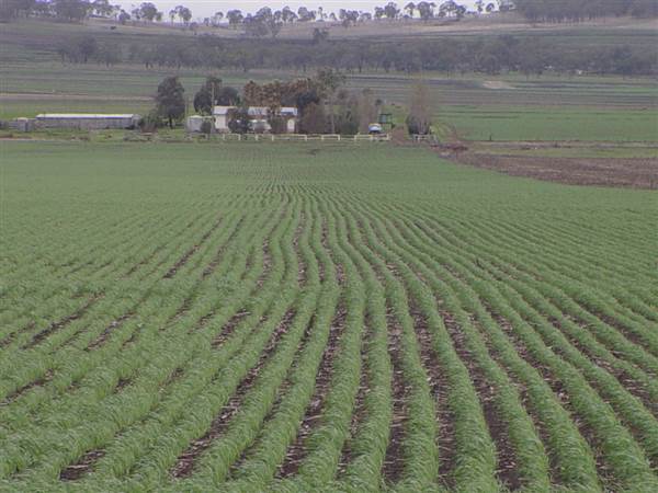 Wheat Fields (8/01/2008)