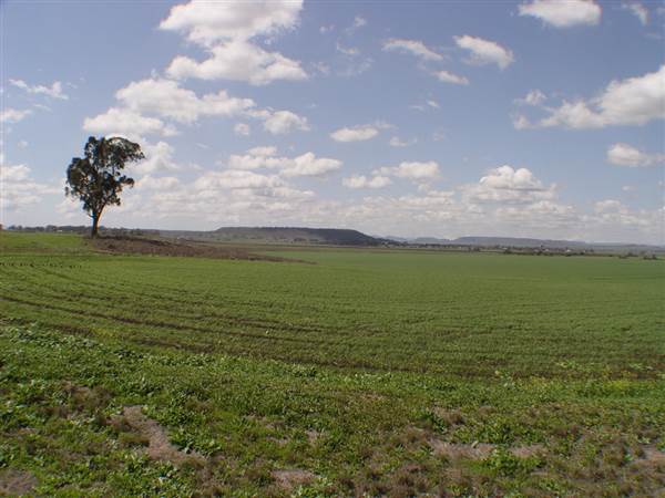 Wheat Fields (8/01/2008)