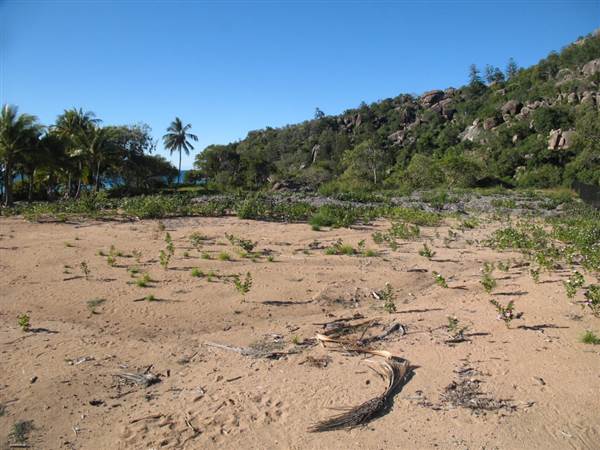 Radical Bay (Magnetic Island) (12/10/2007)