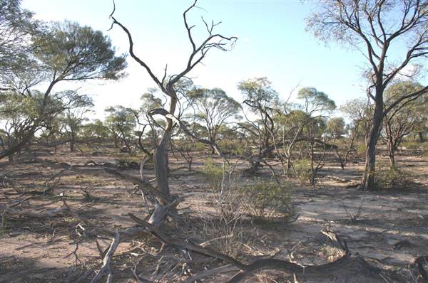 Rangelands Station (14/10/2005)