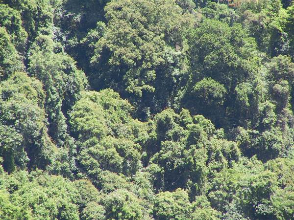 Springbrook National Park (26/09/2007)