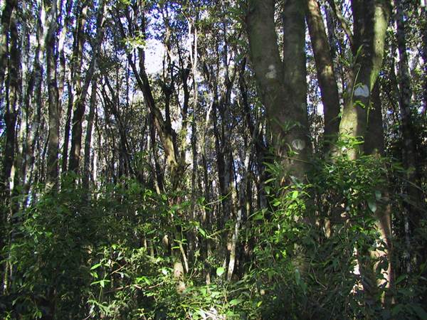 Springbrook National Park (26/09/2007)