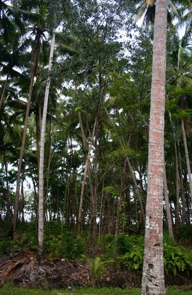 Wonga Beach (22/03/2007)