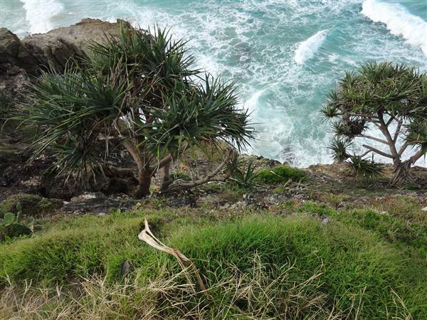 Gorge Walk, Point Lookout (3/02/2014 - Credits: Angus ledgerwood)