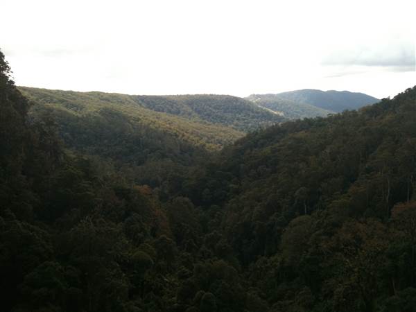 Purling Brook Falls - Springbrook National Park (6/02/2014)