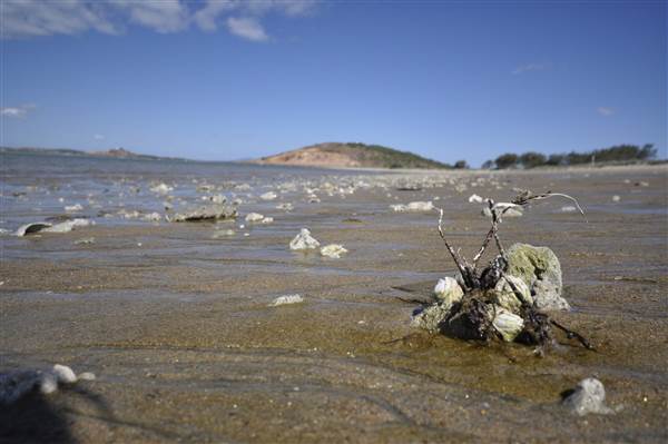 Kings Beach (Bowen) (23/07/2014 - Credits: Angus Ledgerwood)