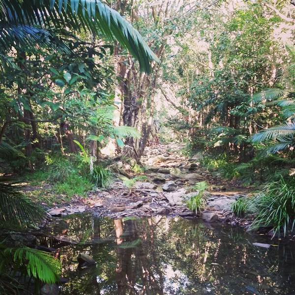 Spring Creek - near Port Douglas (3/10/2014)