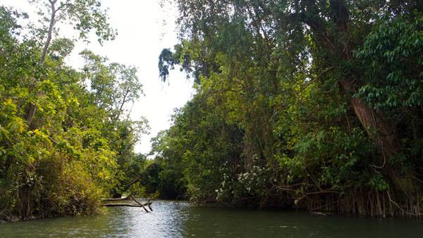Mulgrave River (Cairns Region) (25/06/2015)