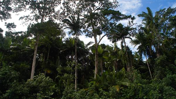 Mulgrave River (Cairns Region) (25/06/2015)