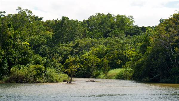 Mulgrave River (Cairns Region) (25/06/2015)